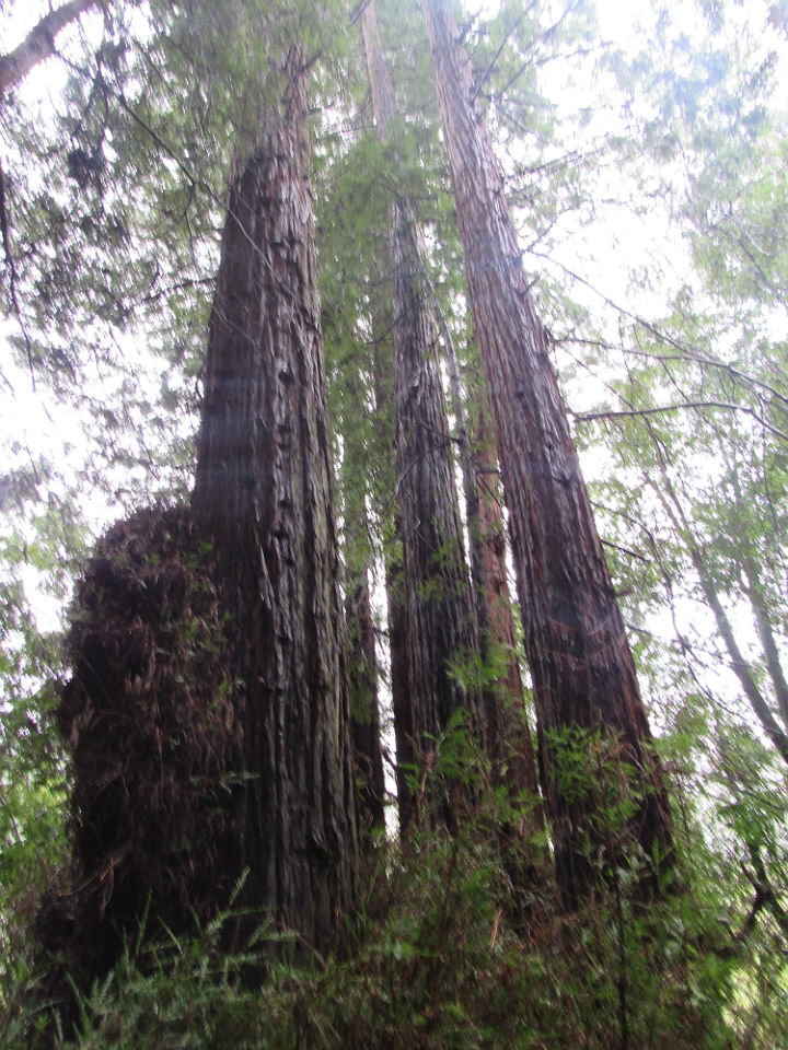 Coast Redwoods
